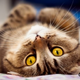 ������ ������������ CuteMurka
