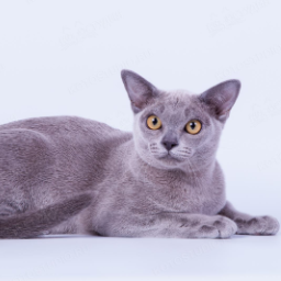 Голубая бурма. Бурманская кошка голубая. Европейская Бурма кошка голубая. Бурманская кошка серая. Европейская Бурма голубого окраса.
