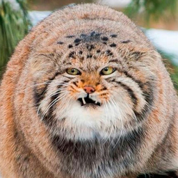 manul94