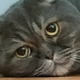 ������ ������������ DeadlyShed