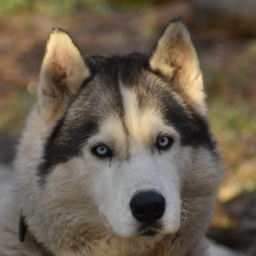 sbkdog