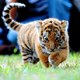 ������ ������������ mr.Tiger38