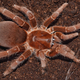 ������ ������������ Crawshay1
