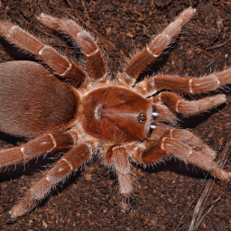Crawshay1