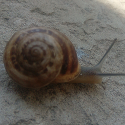 ASUTPChel