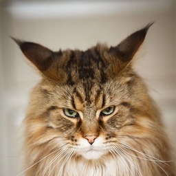 CatacombCat