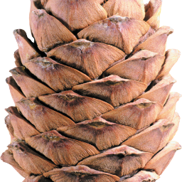Kasbu