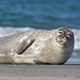 ������ ������������ depressiveSeal