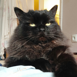 Zliger