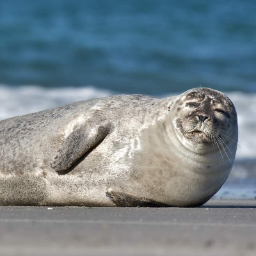 depressiveSeal