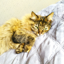 Cat.aristocrat