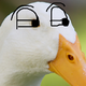   Oddduck0