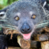 DrunkBinturong