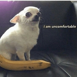 Eclairdono