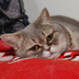 kat2010