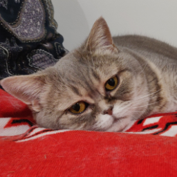 kat2010