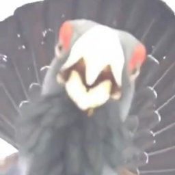 Popozogl