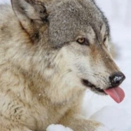 snowolfling