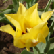 ������ ������������ Mary7557