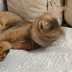 very.sleepy