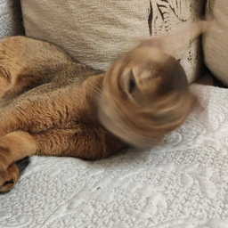 very.sleepy