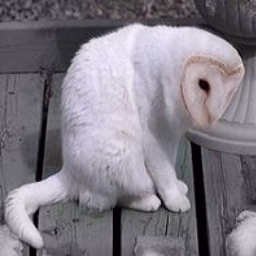 SecondHandCat