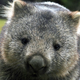   wombatum