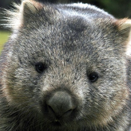 wombatum