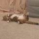 ������ ������������ softkitty23