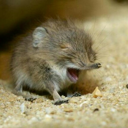 Shrewmouse