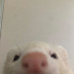 Bampesto