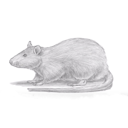 GrayRatt