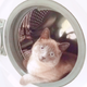 ������ ������������ PikabuVotary