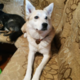 ������ ������������ gorkon