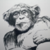 moonkey.art