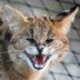 Аватар UltarCat