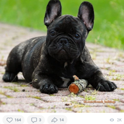 Pitbulistaya