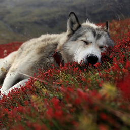 mcwolf