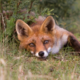 ������ ������������ Fuchses