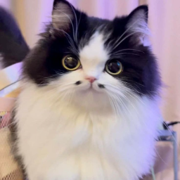 karafedorova