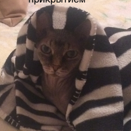 Kuzkinch
