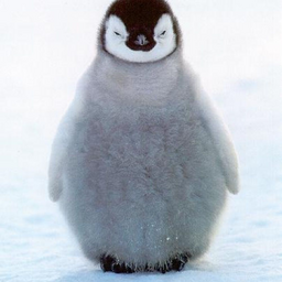 yosoyunpinguino
