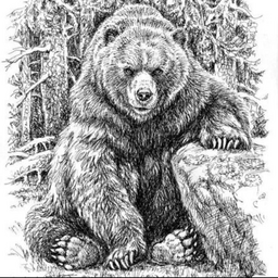 BearSN
