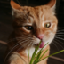 Mycozy.catS