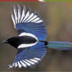 Copoketus