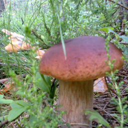 nuci
