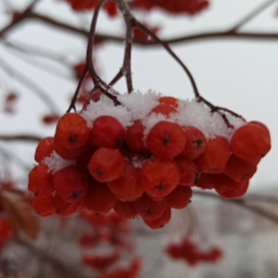 Sibir.ly