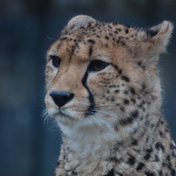 Cyber.Cheetah