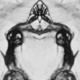 ������ ������������ AstroFrog