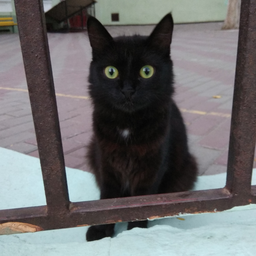 Darkoc
